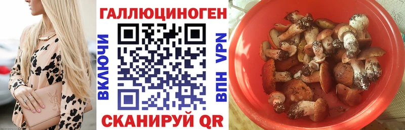 Купить  Цивильск  Псилоцибиновые грибы Psilocybe 